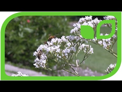 Video: Je valeriana officinalis husaidia wasiwasi?