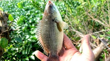 Câu cá rô đồng cập mé sông @chuachactv