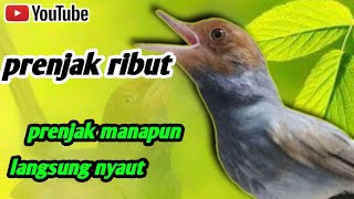 Prenjak jantan dan betina ribut bersahutan ampuh untuk pikat || pikat burung kecil