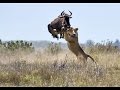 ► OVERCOME DEATH!! - BULL BUFFALLO vs LIONS - (Lions Documentary) NAT GEO WILD | HD
