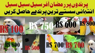 انتہائی سستے ترین پرندے لو برڈز کوکٹیل کبوتر بجری Birds low price رمضان آفر #birds #pets #animals