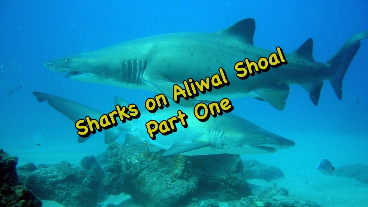 Shark Diving | Aliwal Shoal | South Africa - Part One