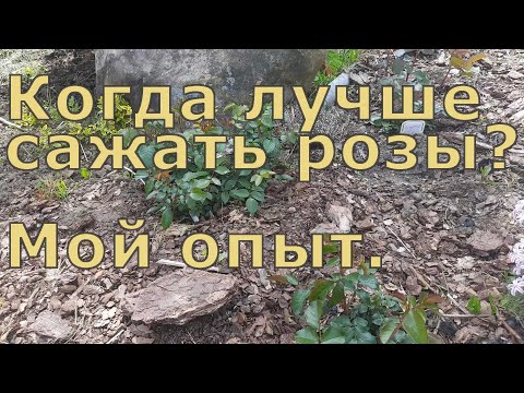 Когда лучше сажать розы. Весной или осенью? Мой опыт. Северо-Западный регион.