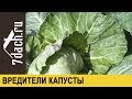 Вредители капусты: как избавиться от гусениц и слизней - 7 дач