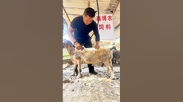 Shearing wool: Cool, healthy sheep and better-quality fleece