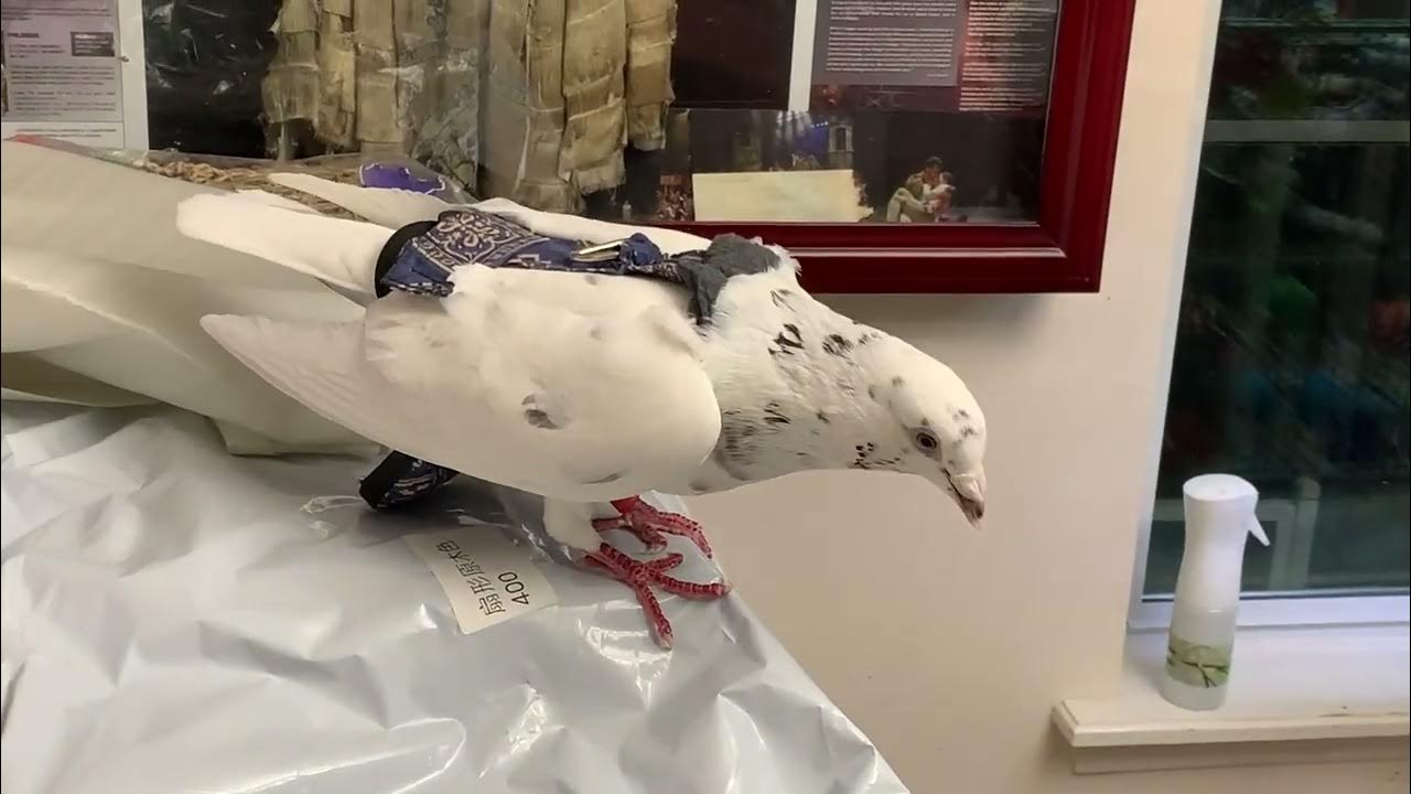 Hen Holster pigeon harness diapers YouTube