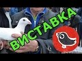 Виставка голубів. Кролі. Нутрії. м. Снятин. 5 березня 2017