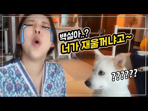 아기랑 대형견들이랑 같이키웠더니 ... [시베리안허스키(Siberian husky,シベリアンハスキー), 시바견(Shibainu,柴犬), 믹스견백설]