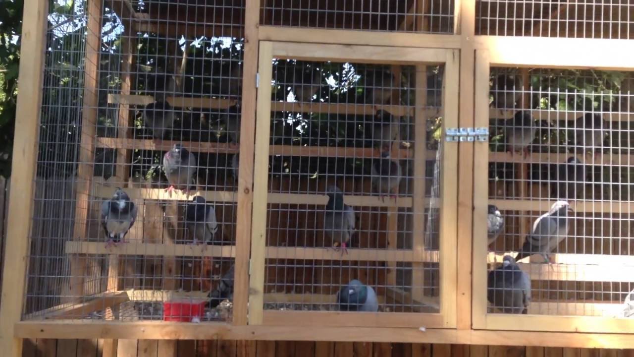 applis loft update racing pigeon breeders youtube pigeon flyers loft
