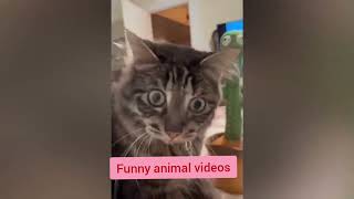 اضحك حتي الموت مع القطط 😂🤣🤣🤣🐈