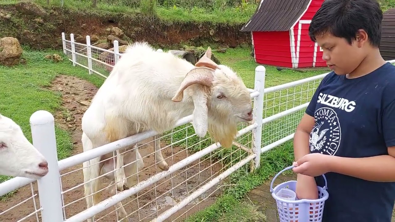 Habibi dan Hanan memberi makan kambing di Little Ranch Umbul Mukti Ungaran Semarang