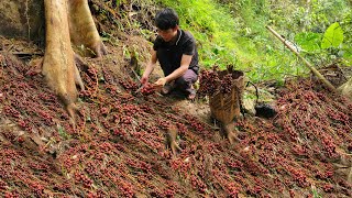 45 Days: Living Alone: ​​Harvesting Wild Fruits to Sell - Triệu Văn Tính