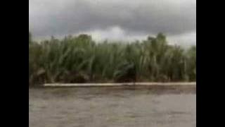 STOP ILLEGAL LOGGING  PLEASE !!!