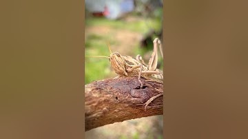 Củi cưới tây nguyên