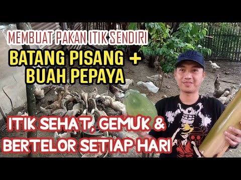 Video: Itik Dengan Buah