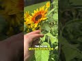 Double Your Sunflower Blooms With THIS One Trick! 🌻