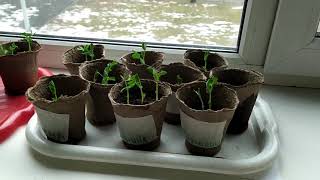 Название программы: «Игротека Монтессори» screenshot 3