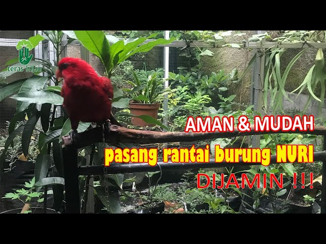 CARA MUDAH DAN AMAN PASANG RANTAI RING BORGOL BURUNG NURI class=