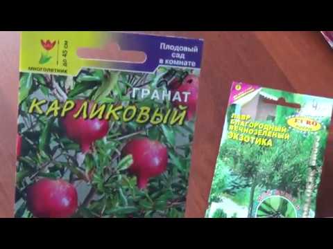 Купить Семена Карликовый Гранат