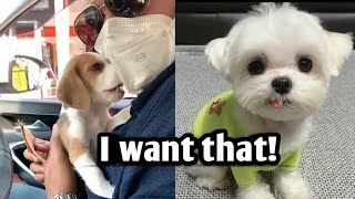 Cute Dogs And Puppies With The Funny And Cute Moments Compilation 😍 by INDIE VIRAL CONTENT 41 views 3 years ago 5 minutes, 15 seconds