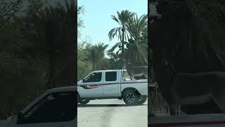 Donkey on da road #donkey