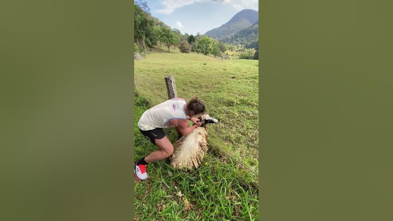 Rugby star Nick Honey Badger Cummins saves sheep stuck in a fence 