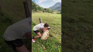 Rugby star Nick Honey Badger Cummins saves sheep stuck in a fence