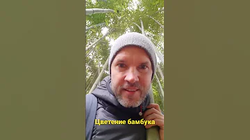 Как цветет бамбук?