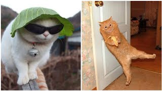 Funny And Cute Cat Videos Compilation Miyavca Alt Yazı