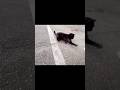 はじめての猫じゃらしかな？手が可愛い🩷 #黒猫 #地域猫