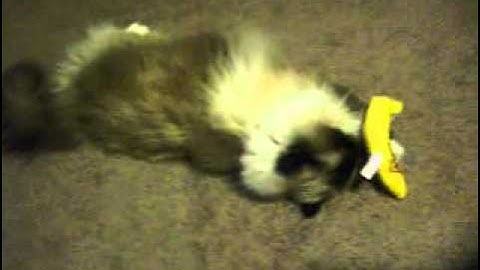 Charlie and Maisy review the YEOWWW Catnip Banana