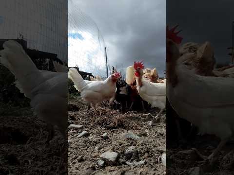 #курица #животные #здоровье #еда #природа #диета #chicken #animals #organic #farming #healthy #food