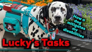 Lucky’s Service Dog Tasks