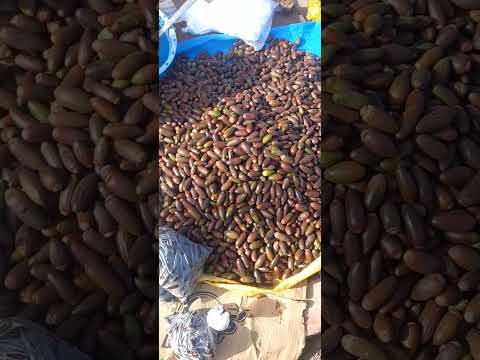 هذا البلوط كان عزيز عليا ملي كيجبوه الوالدين ديالي الله يرحمهم شاحل كنفرحو بيه