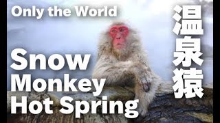 Japanese Snow Monkey in hot spring 撮影:2012年1月下旬。日本の冬の...