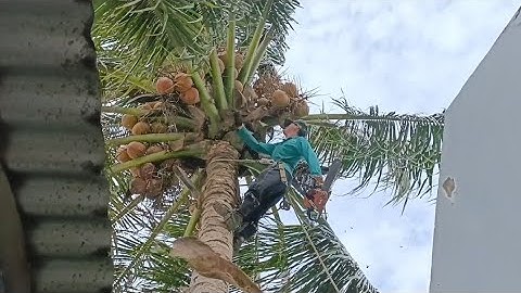 Zagen van een superfruit-kokosboom voor de rijke Tri Ton-kippenboerderij. Hightech boomzagen