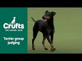 Terrier Group Judging | Crufts 2022