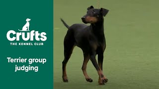 Terrier Group Judging | Crufts 2022