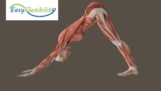 How to Downward Facing Dog Yoga Muscle Animation EasyFlexibility