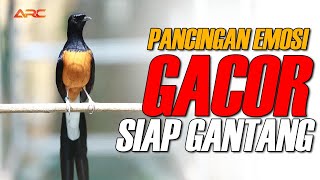 Download Lagu MURAI BATU GACOR FUL NEMBAK NGEBREN SUPER PEDES | PEMANCING EMOSI MP3 Download Lagu MURAI BATU GACOR FUL NEMBAK NGEBREN SUPER PEDES | PEMANCING EMOSI MP3