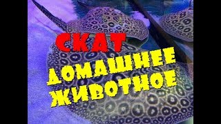 Скат - Домашнее животное