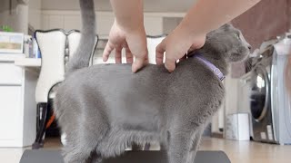 What happens when you touch a cat's back by 젤리공작소 (4마리 고양이) 2,653 views 2 years ago 3 minutes, 28 seconds