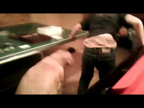 Dog Gets Revenge on harley/thomas