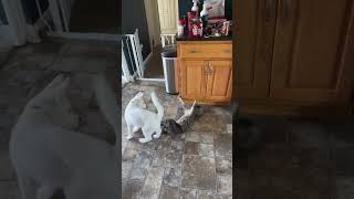 Puppy and kitten wrestle and play together