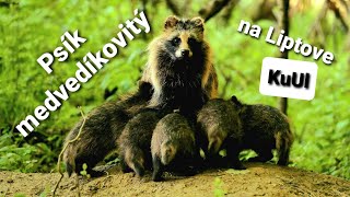 Psík medvedíkovitý by KuUL wildlife - Tomáš Kučera 15,901 views 2 years ago 17 minutes