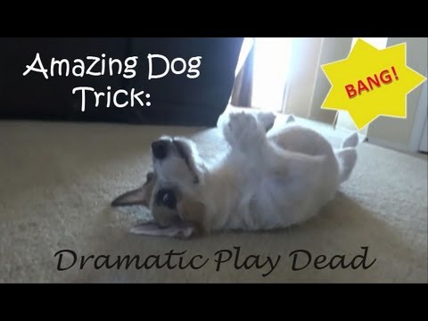 Jesse Dramatically Plays Dead: Amazing Dog Trick