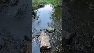 Your 60 seconds of NJ Zen, Kitchel Lake, Morristown NJ (2) #njzen #njparks #asmrshorts #njshorts