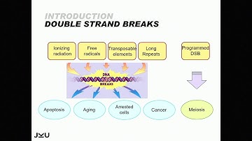 E10.2 Meiotic recombination, gene conversion and mutation
