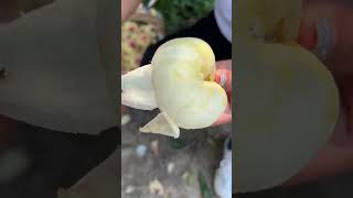 Agriculture Village Fresh Fruit #Viral #Fruit #Shorts #1065