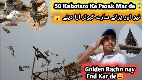 50 Kabotar Ura Deay 😱 Haseeb pigeon club